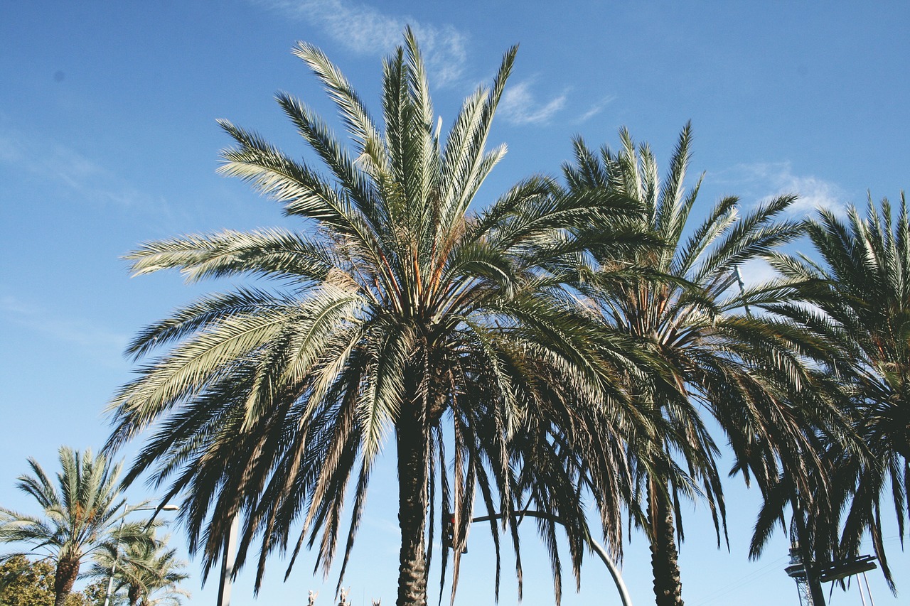 beach palm trees sky free photo