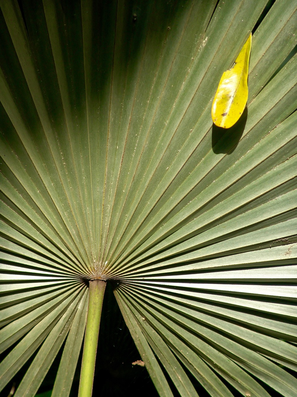 palm frond leaf free photo