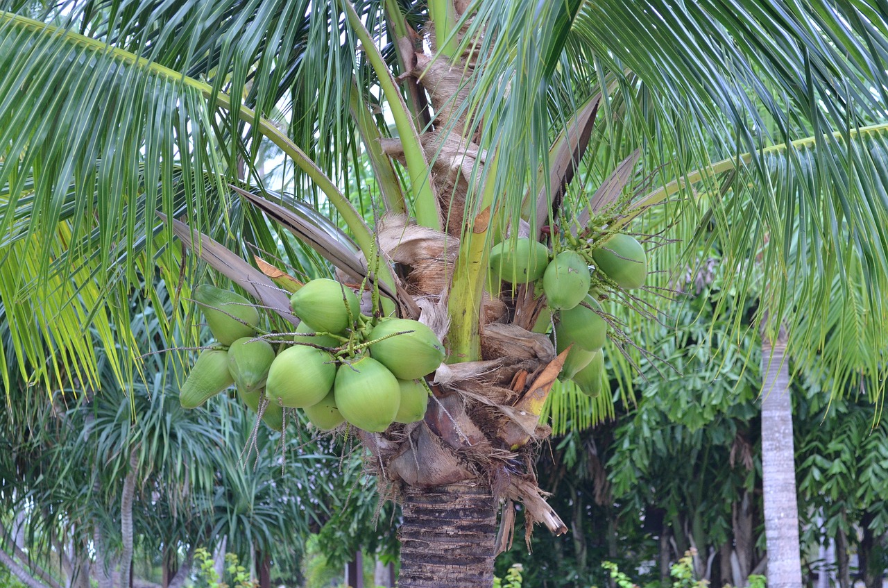 palm palm trees palm tree free photo