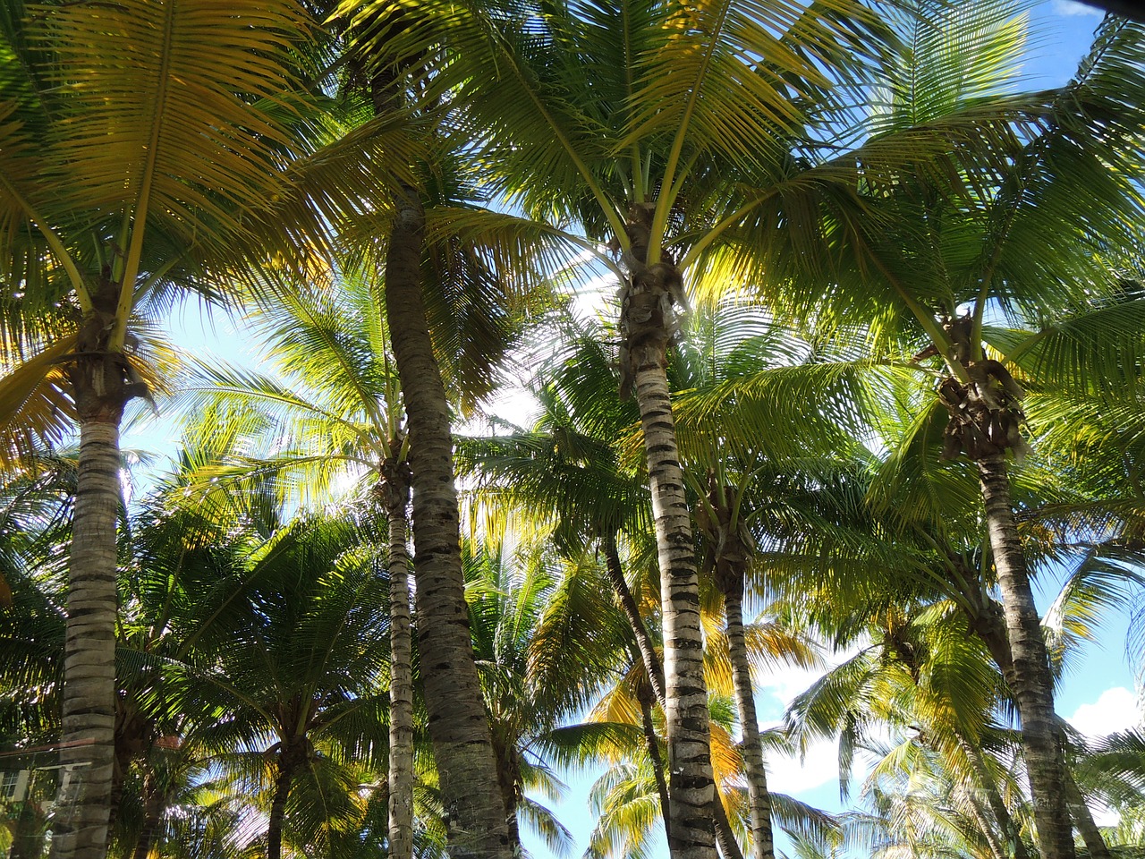 palm tree sun free photo