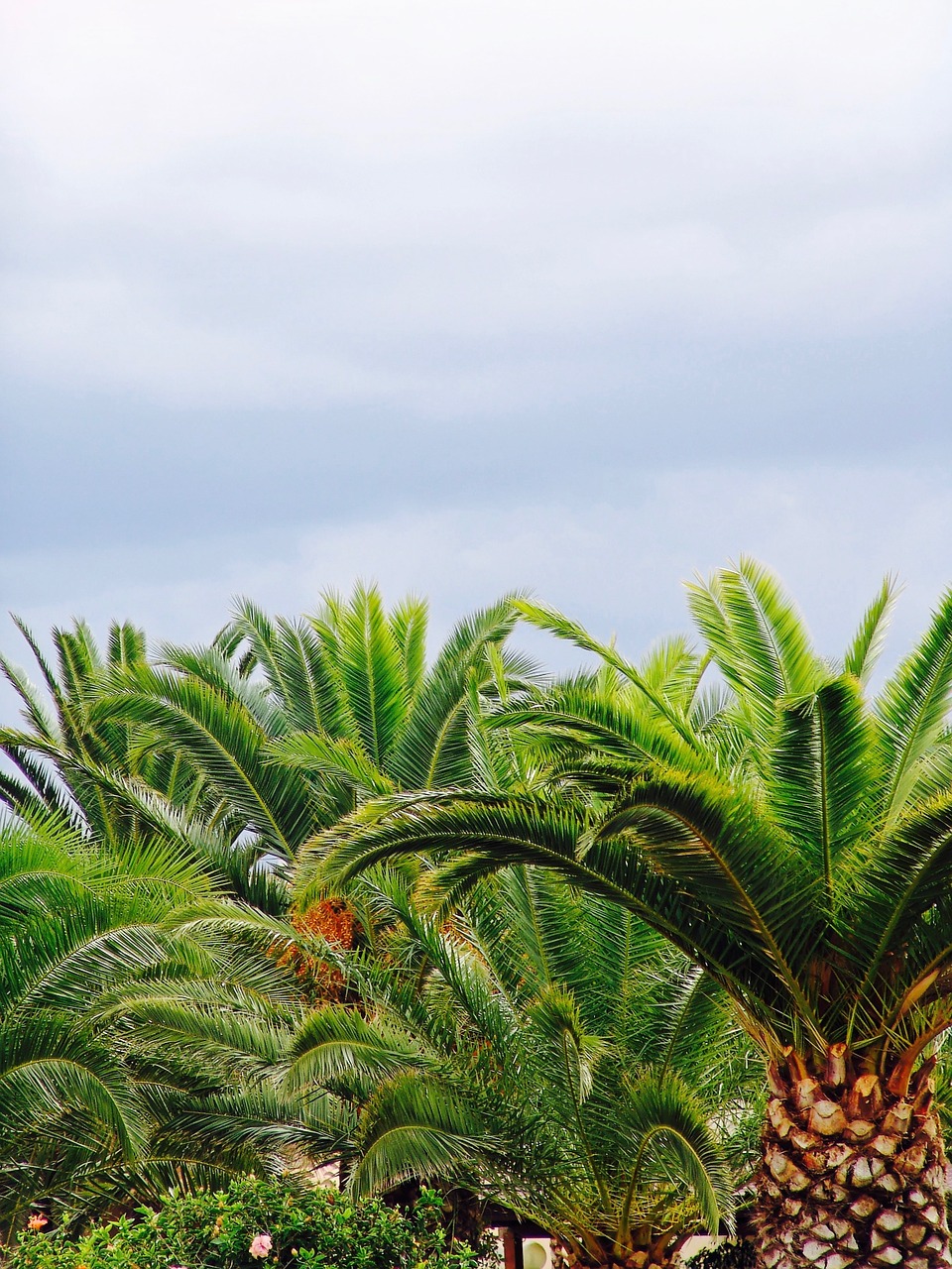 palm sky tree free photo