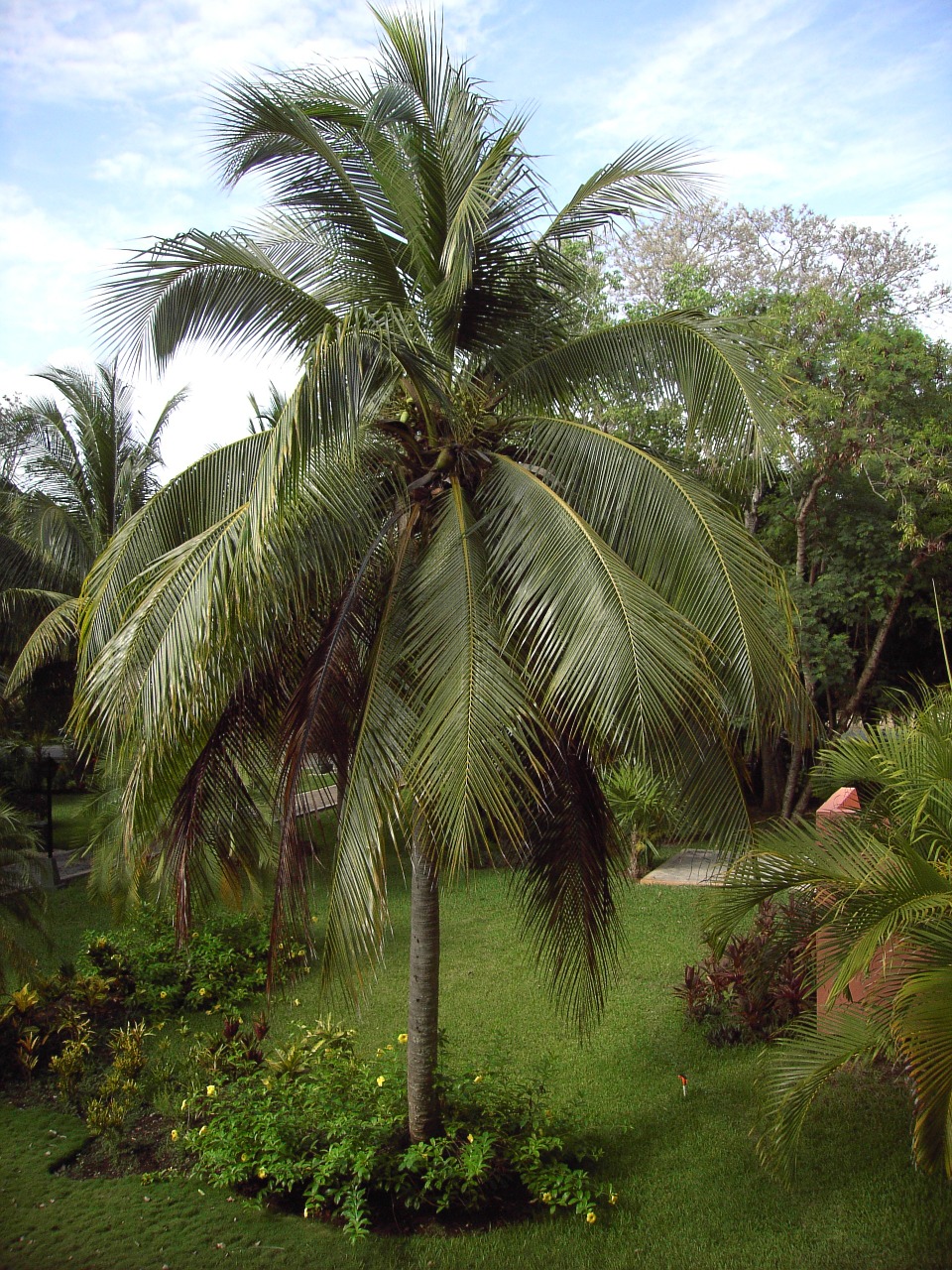 palm tropics tropical free photo