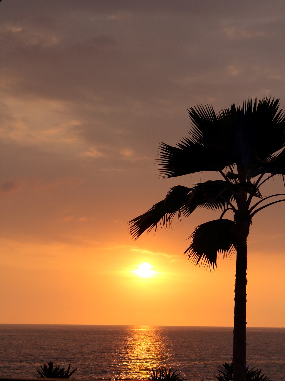 palm sunset romance free photo