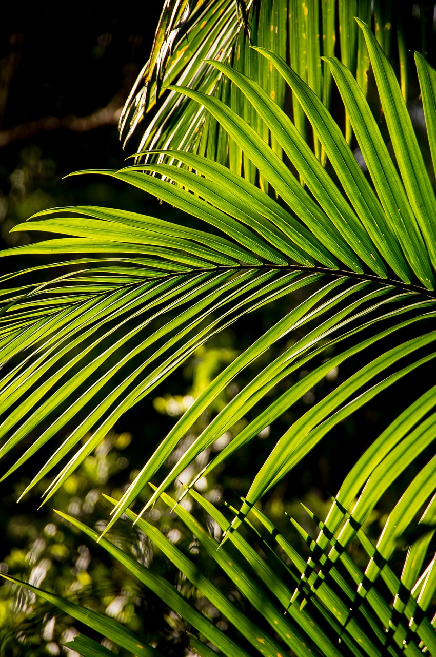 palm bangalow palm frond free photo