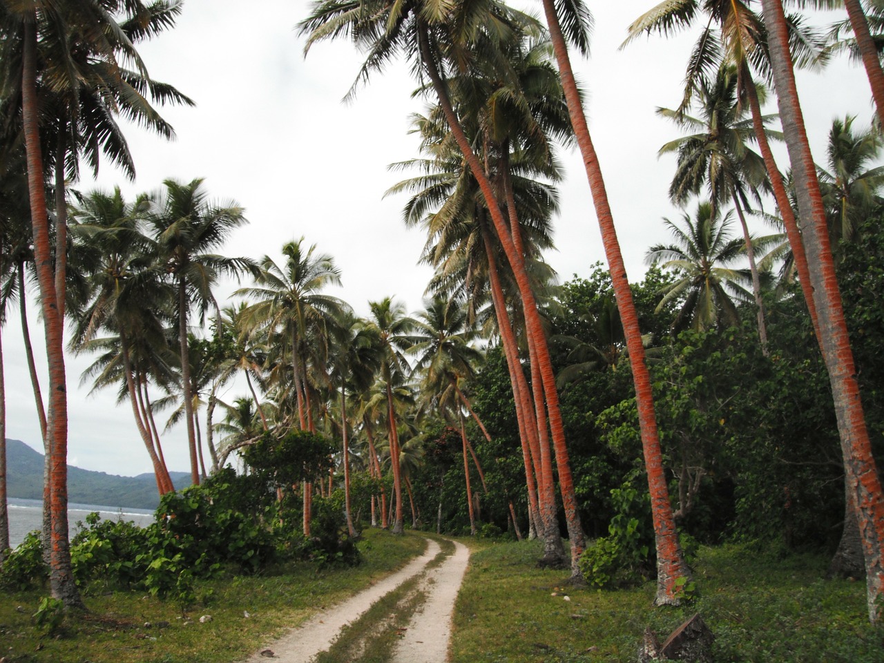 palm trees path free photo