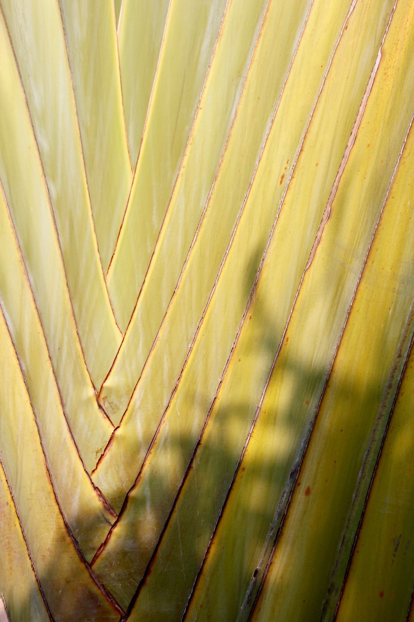 palm plant green free photo