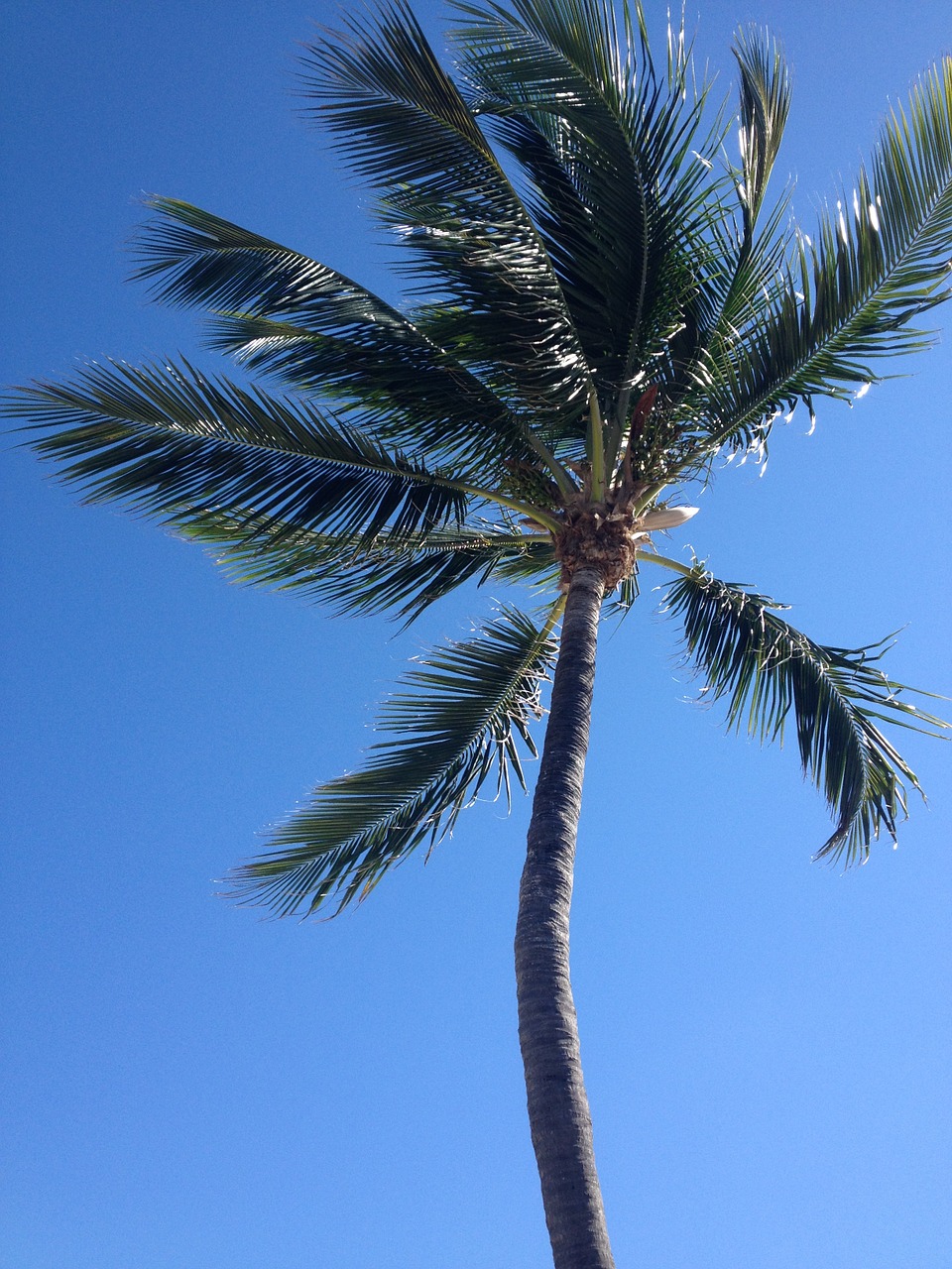 palm tree sky free photo