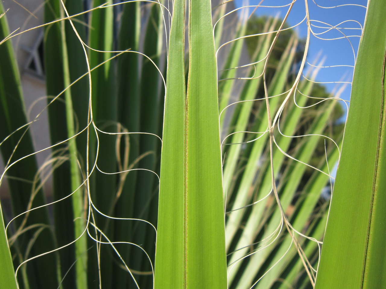 palm leaf green free photo