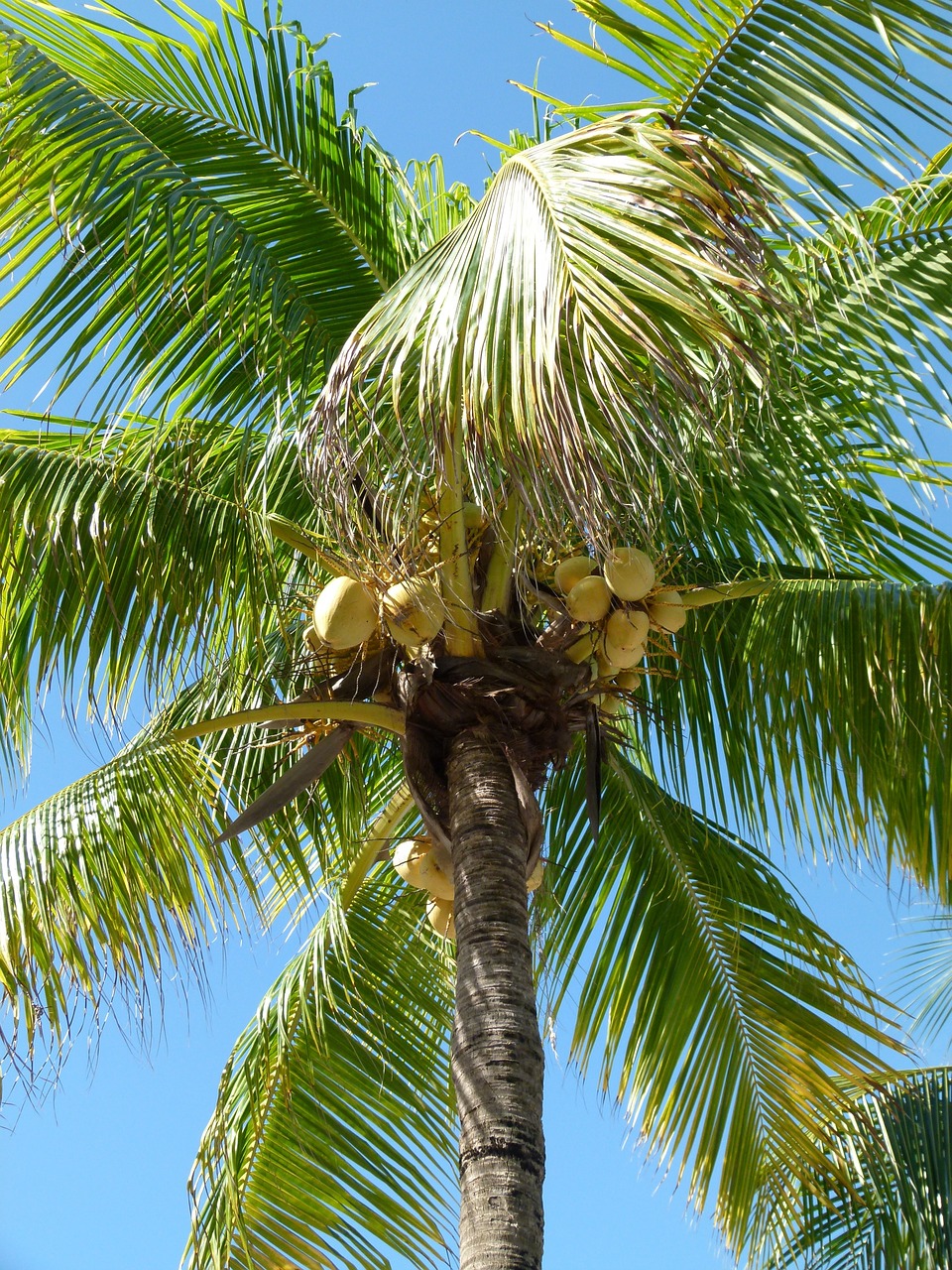 palm coconut tree coconut free photo