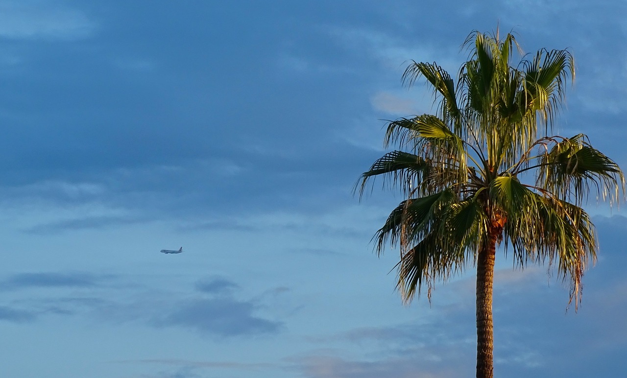 palm aircraft travel free photo