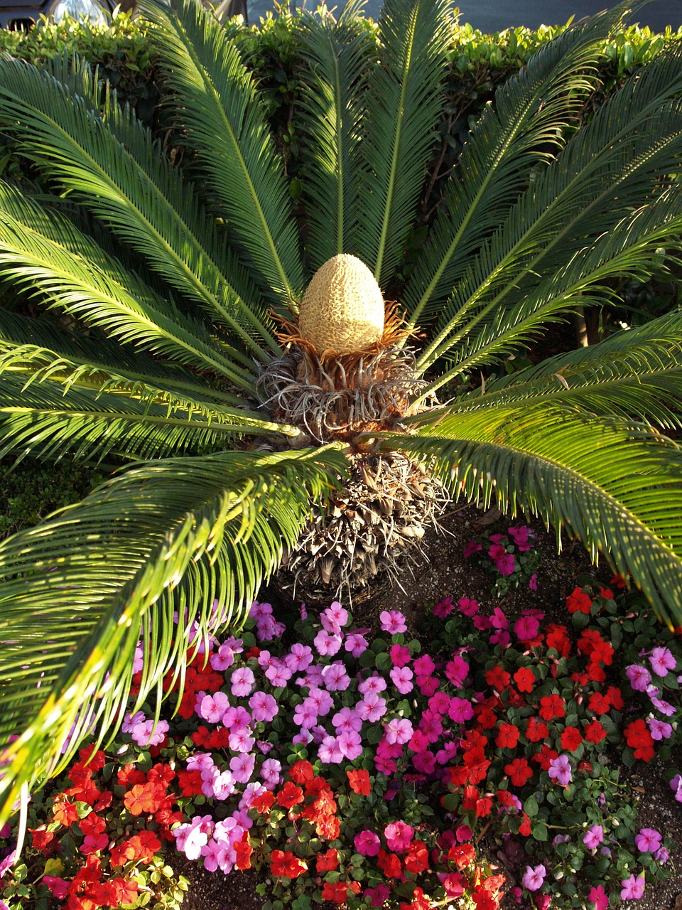 palm flower colourful free photo