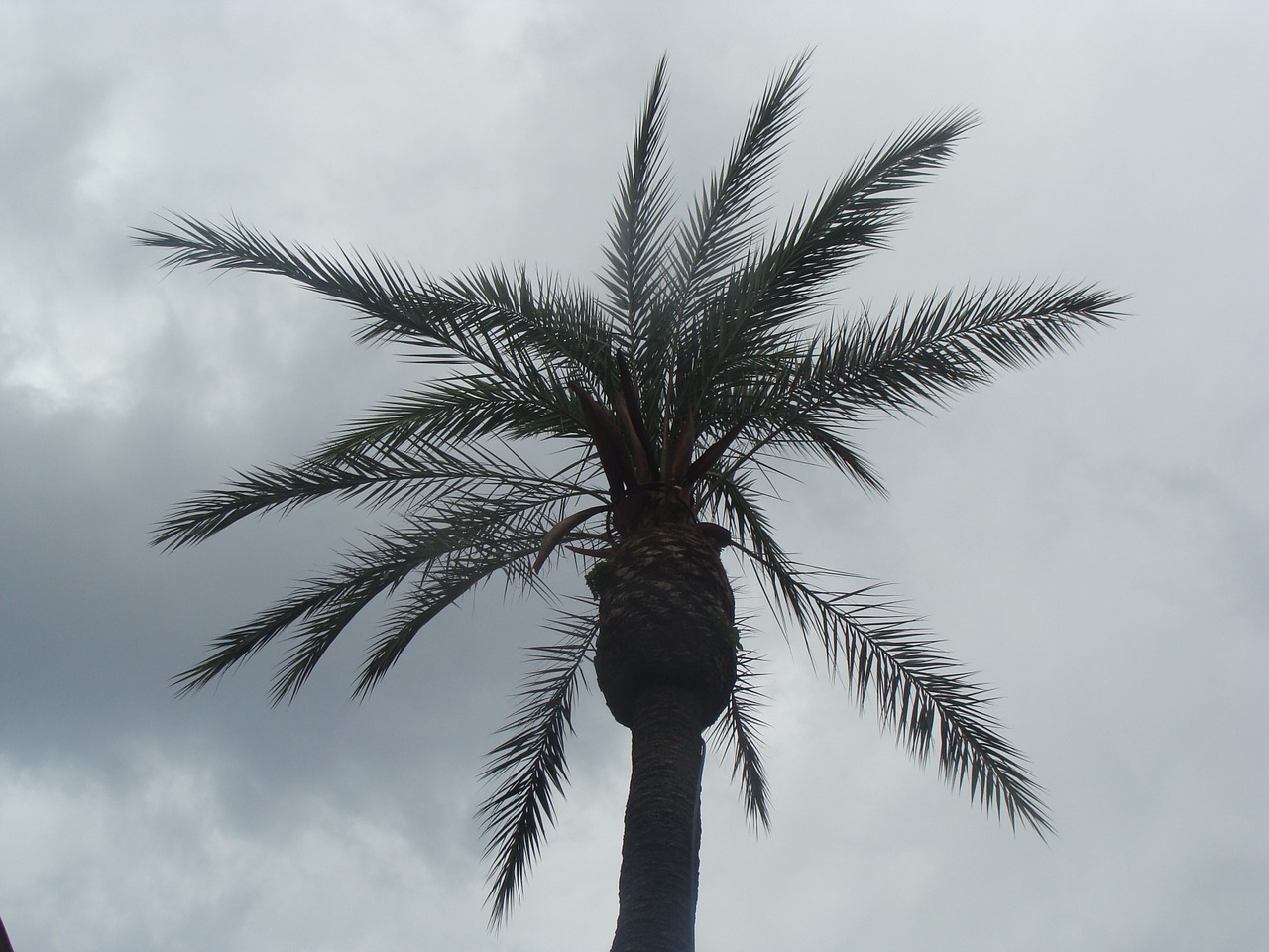 palm gray stormy free photo