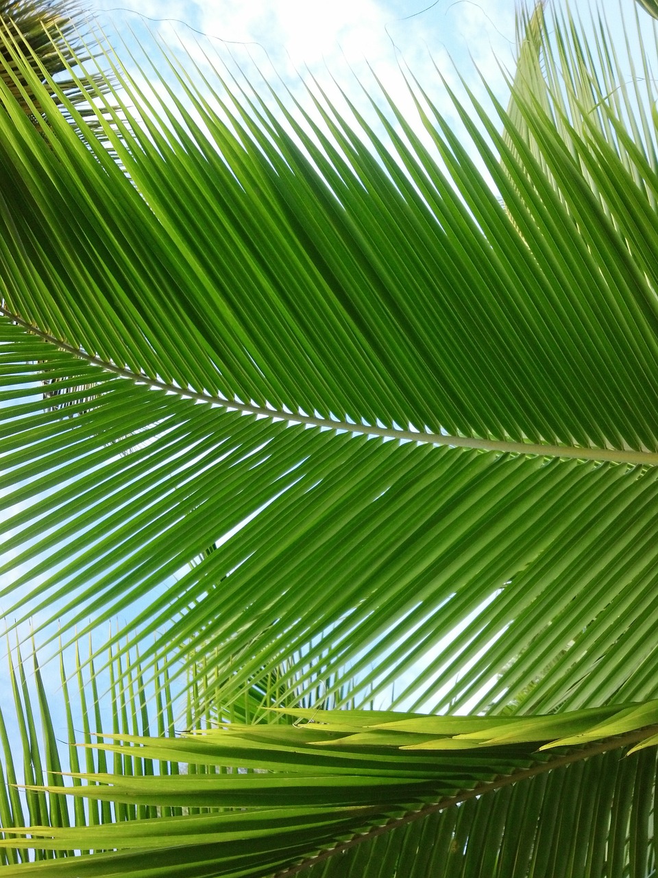 palm leaf south free photo