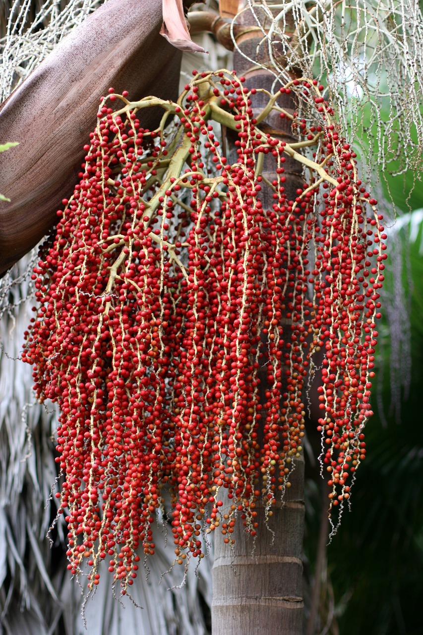 palm branch ripe red seeds free photo