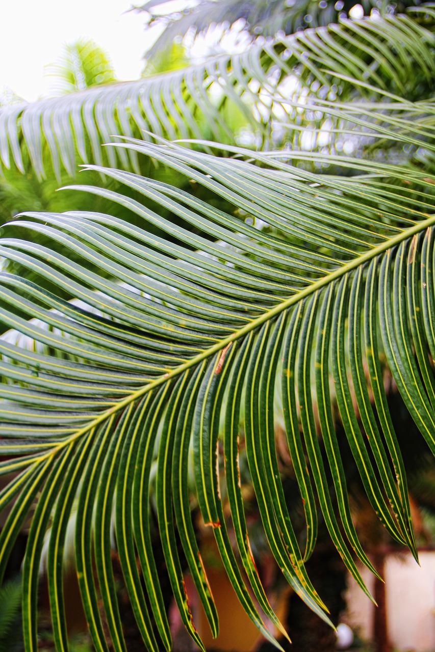 palm palm fronds south sea free photo