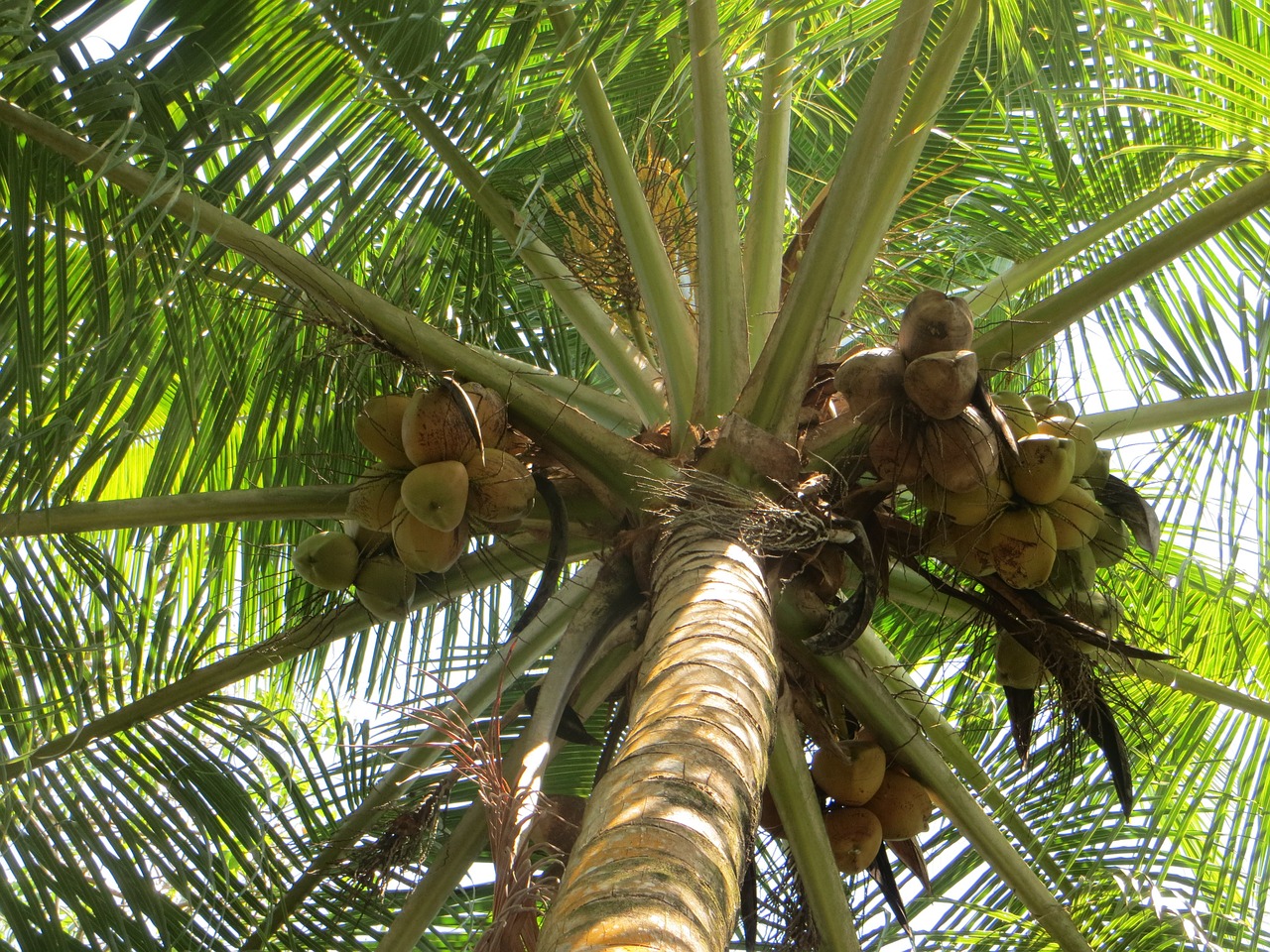 palm coconut coconut tree free photo