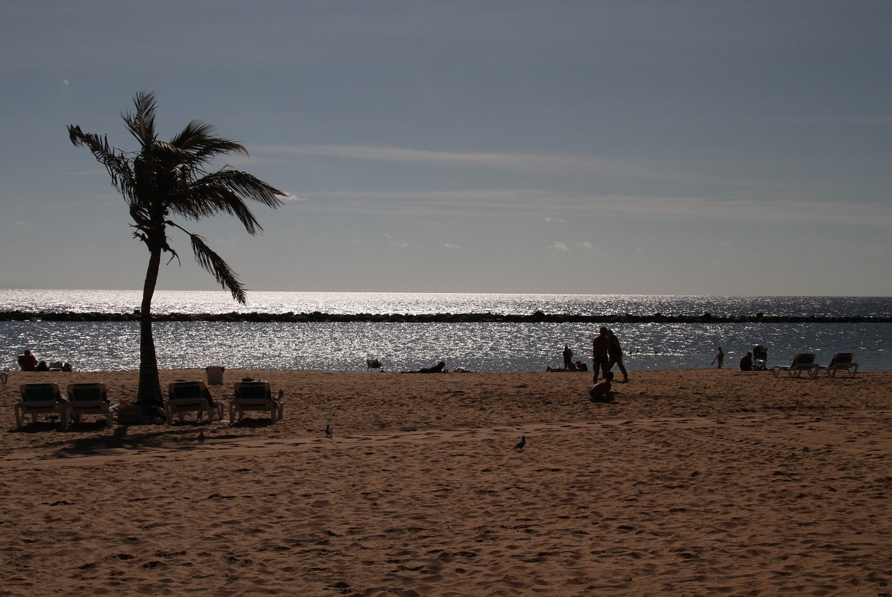 palm beach tree free photo