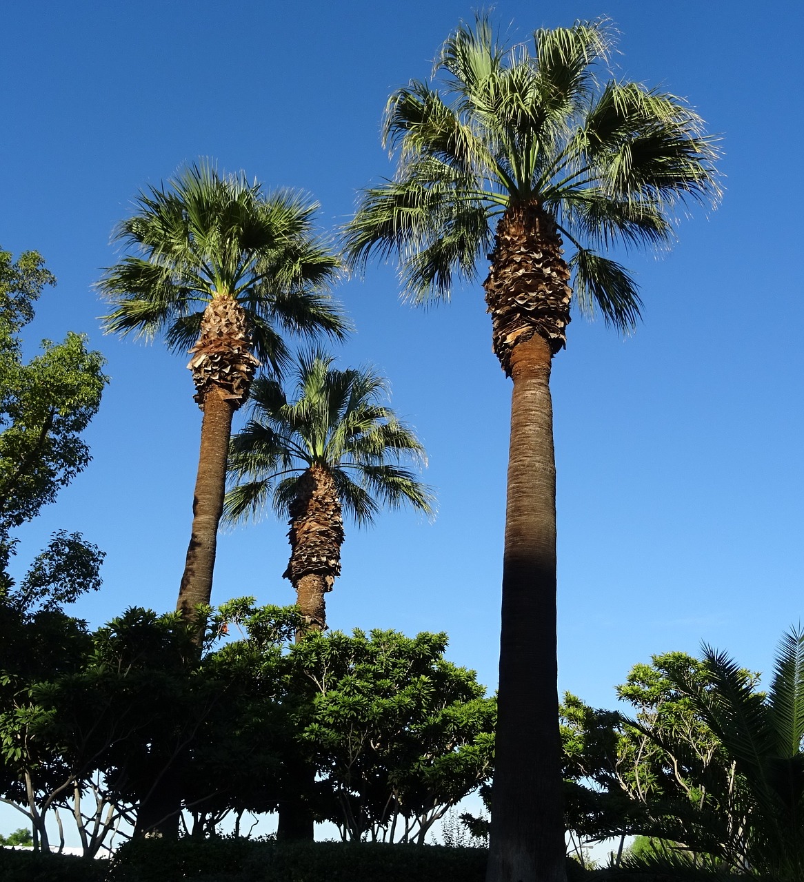 palm tree washingtonia filifera free photo