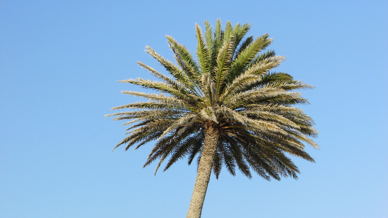 palm sky tree free photo