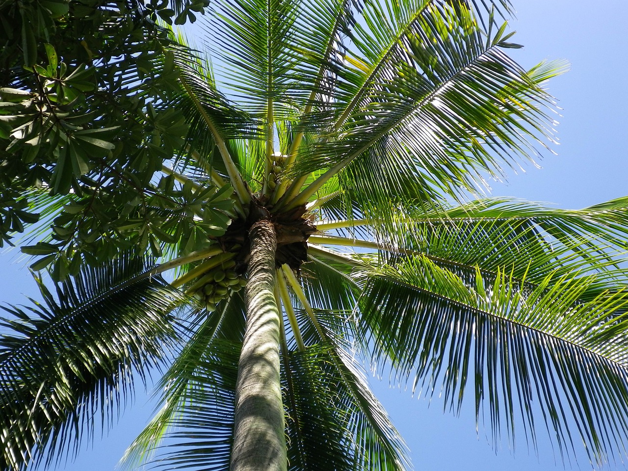 palm sky tropical free photo