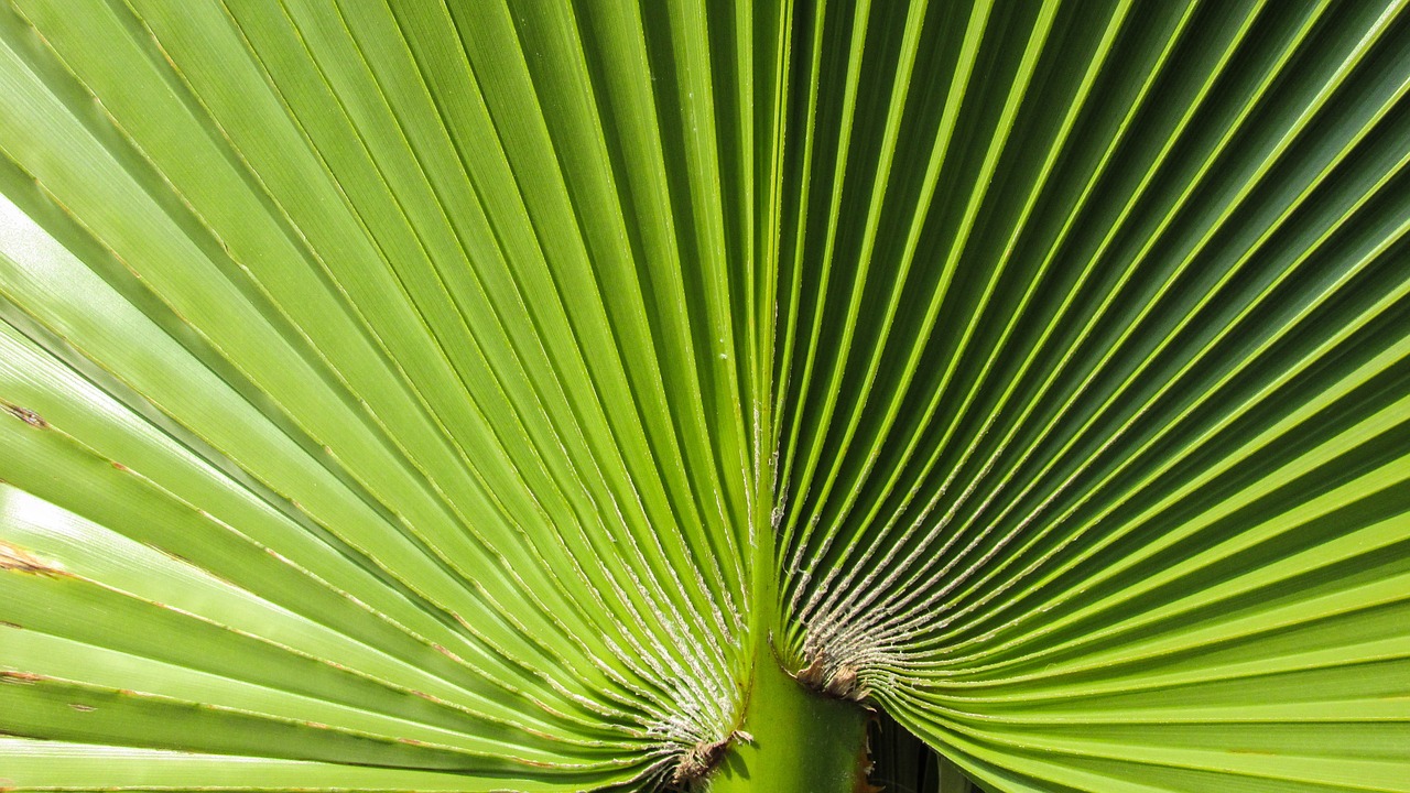 palm leaf green free photo