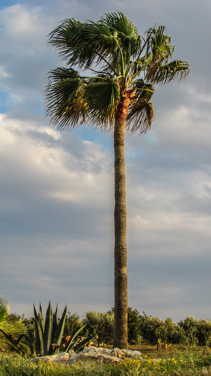 palm plant nature free photo