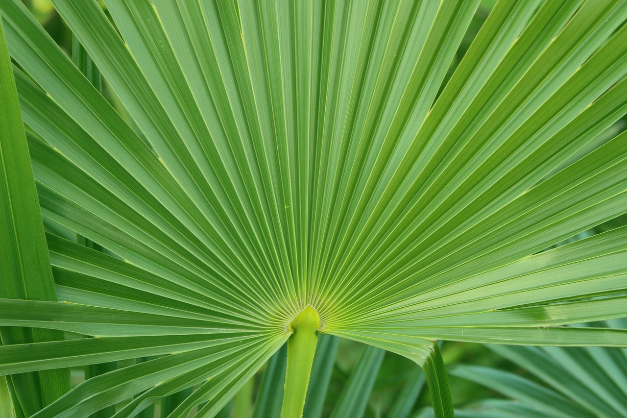 palm leaf green free photo