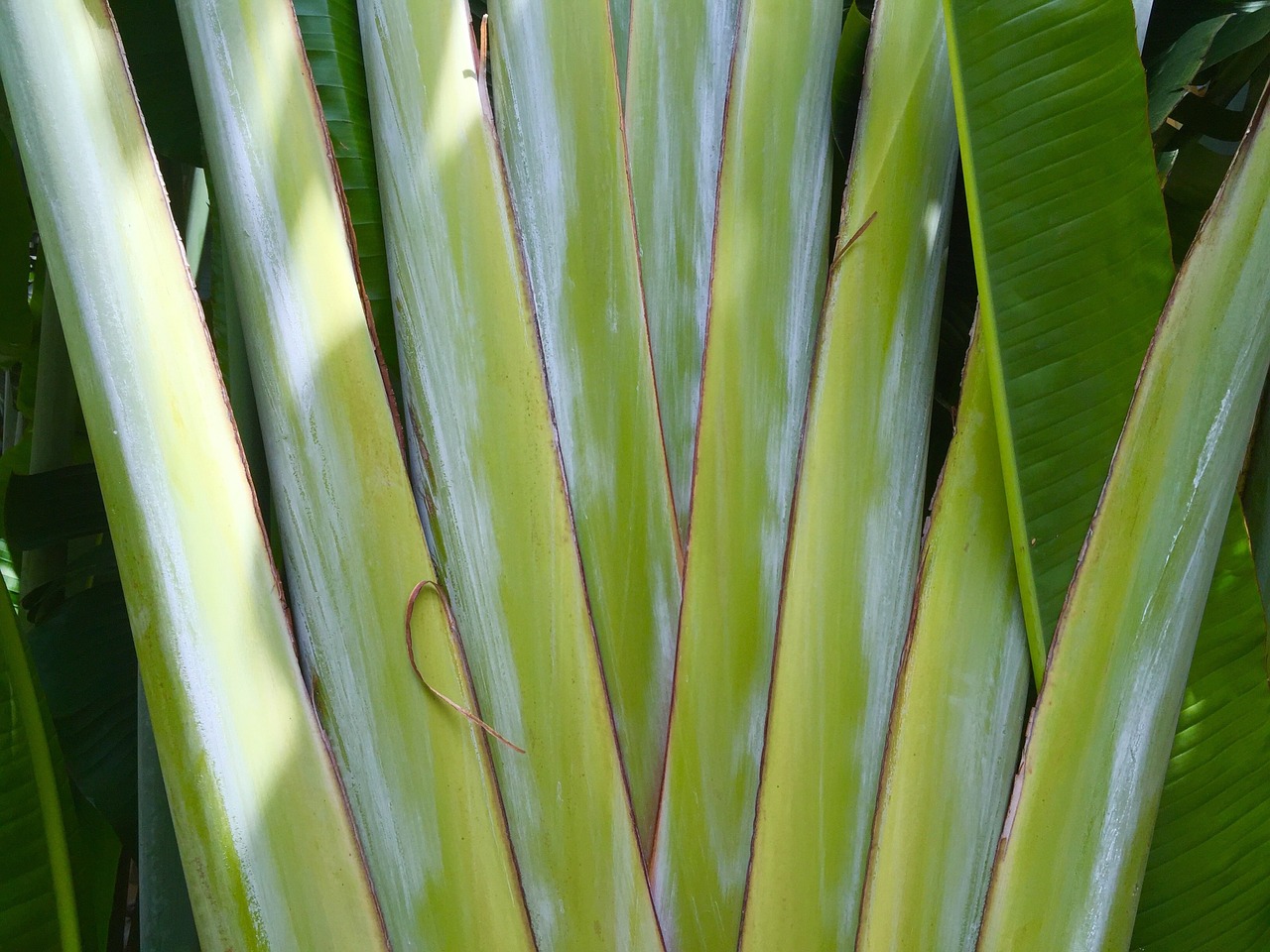 palm stalks vegetation free photo