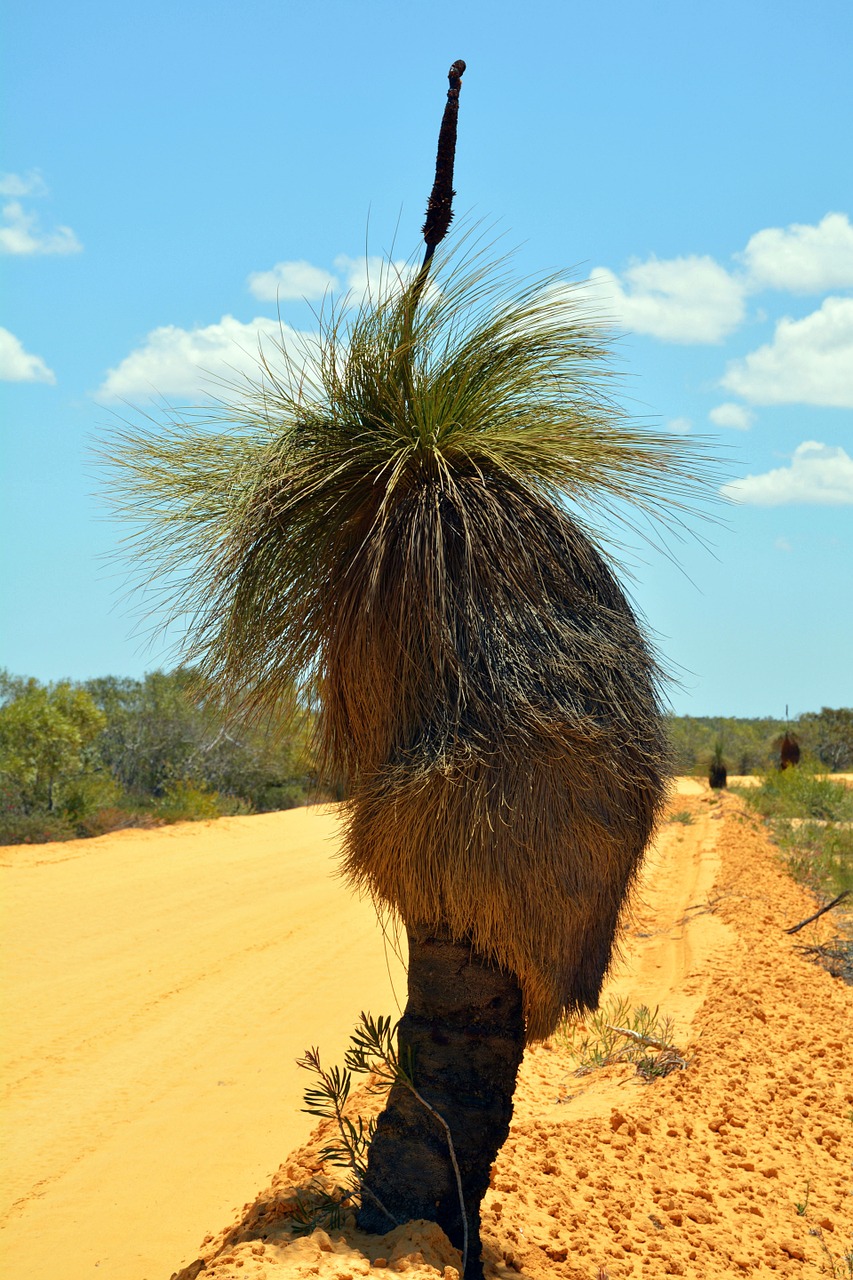 palm kalbarri national park plant free photo