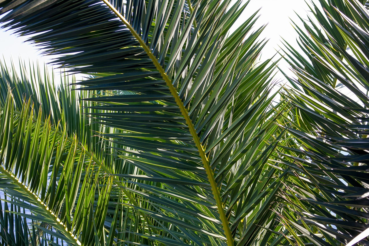 palm closeup green free photo