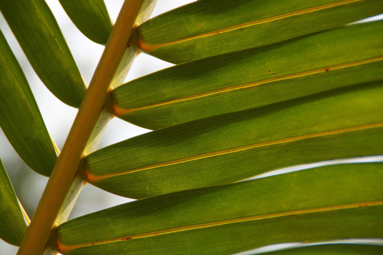 palm plant green free photo