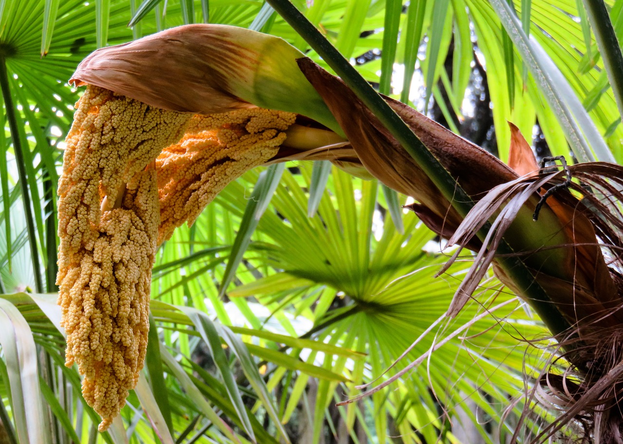 palm palm blossom blossom free photo