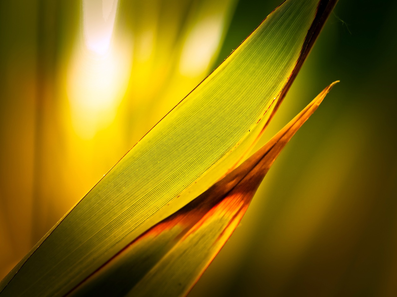 palm leaf green free photo