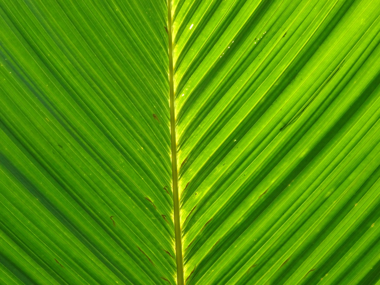 palm leaf foliage free photo