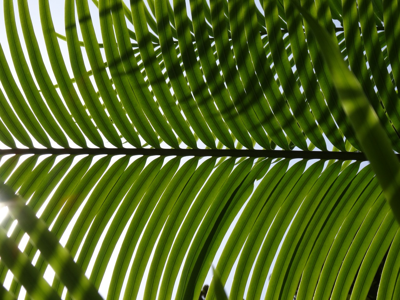 palm leaf palm leaves free photo