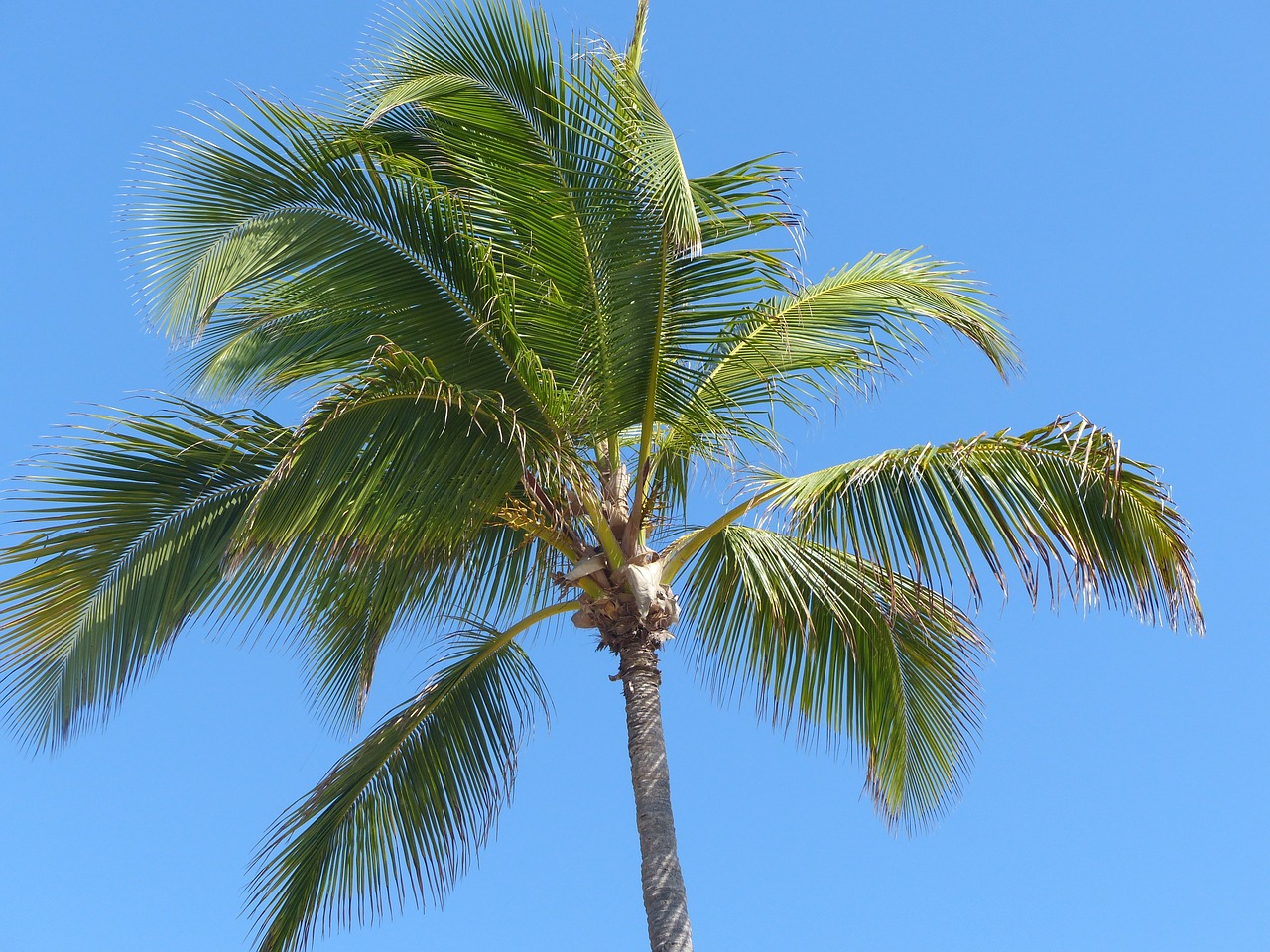 palm frond sky free photo