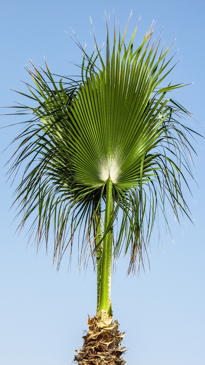 palm tree sky free photo