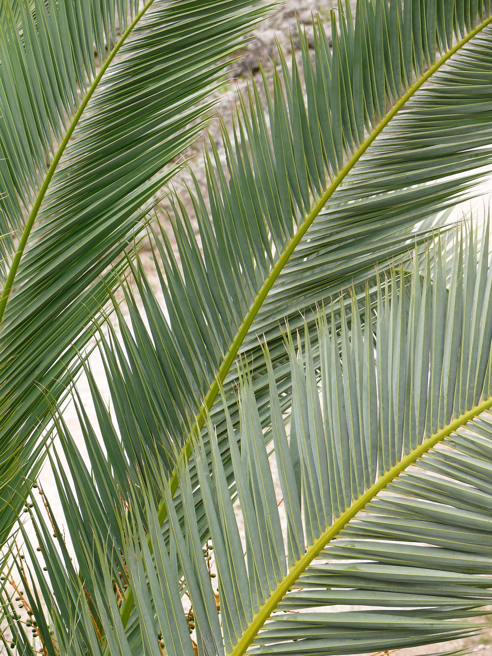 palm green tree free photo