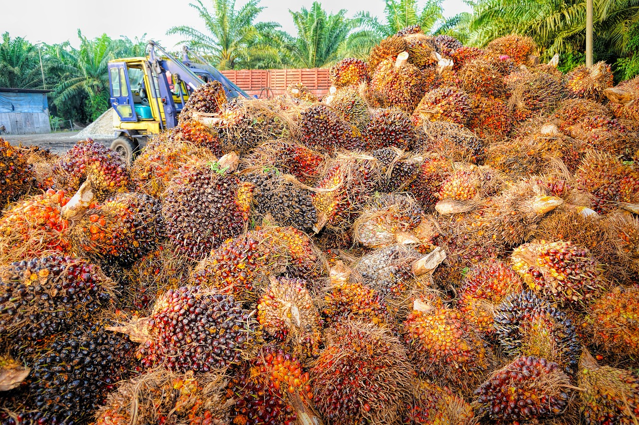palm oil fruit free photo