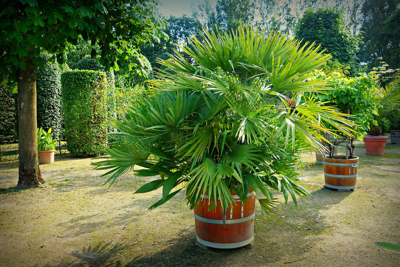 palm potted palm orangery free photo