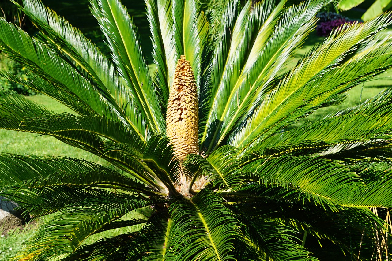 palm green plant free photo