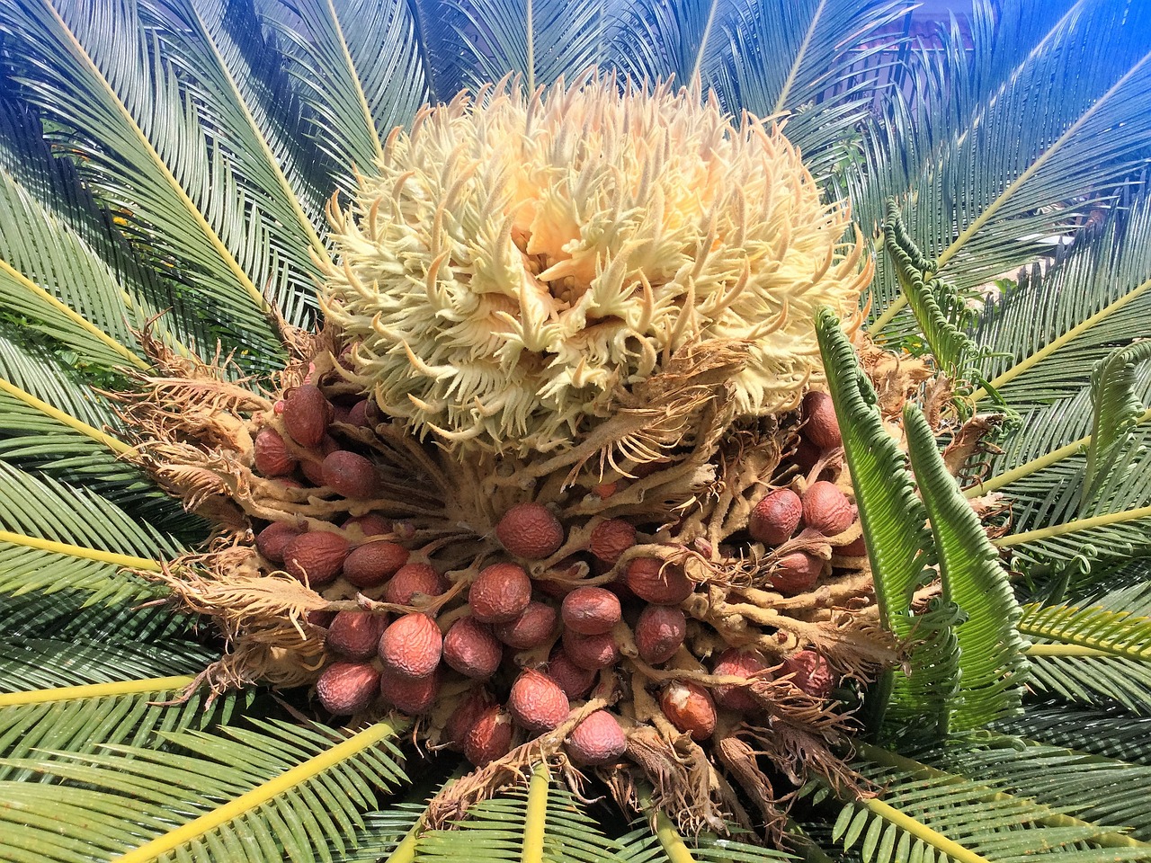 palm seeds blossom free photo