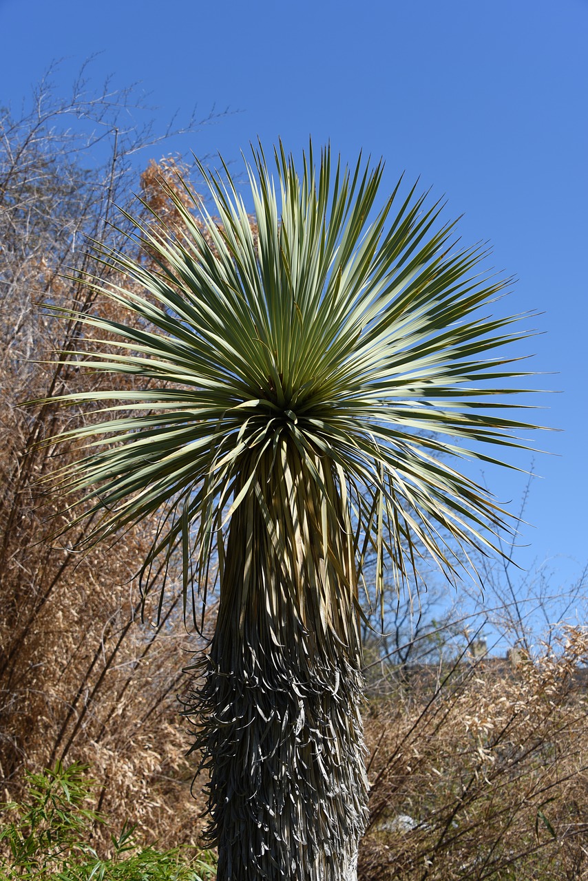 palm tree palm tree free photo