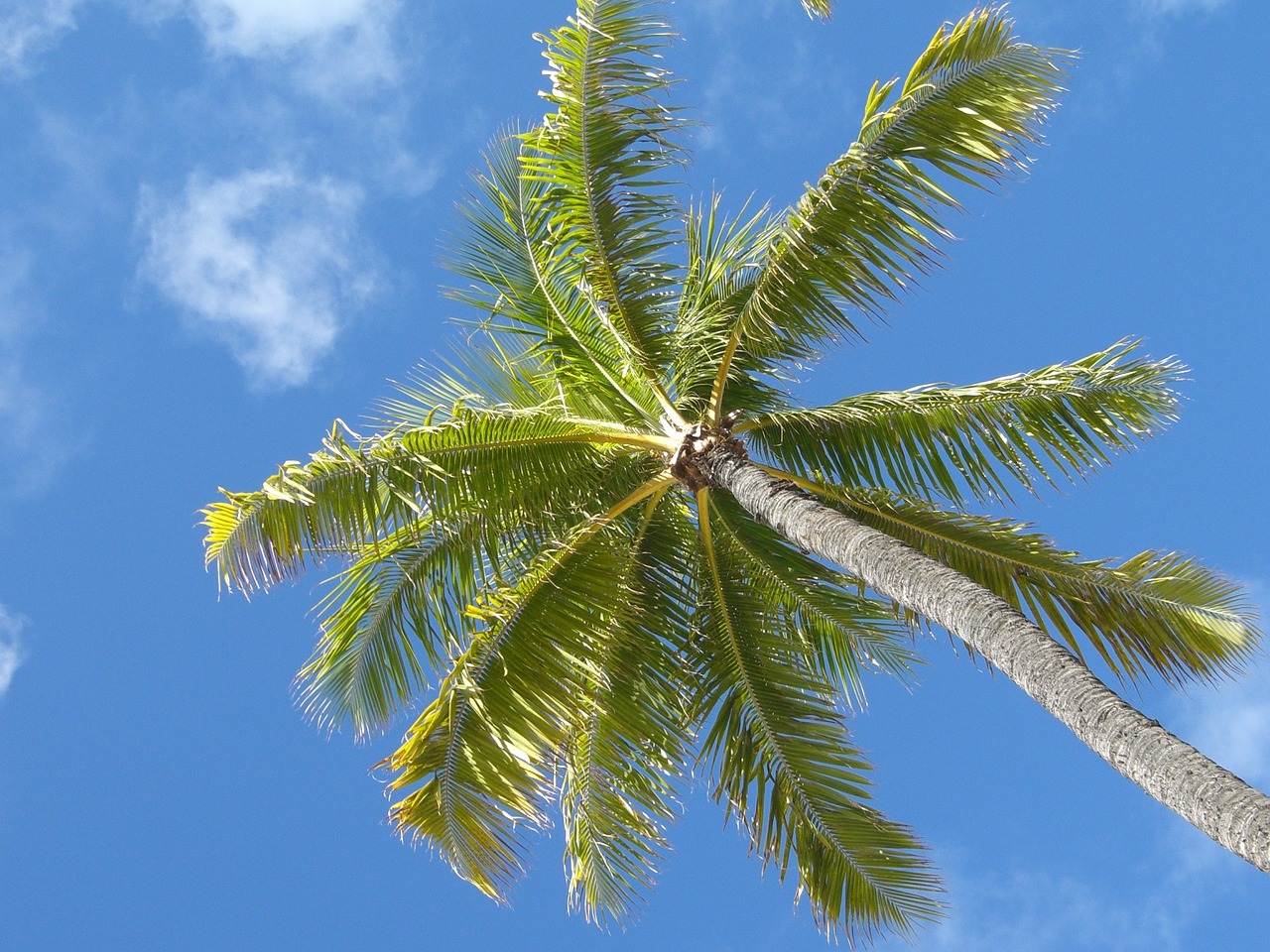 palm hawaii beach free photo