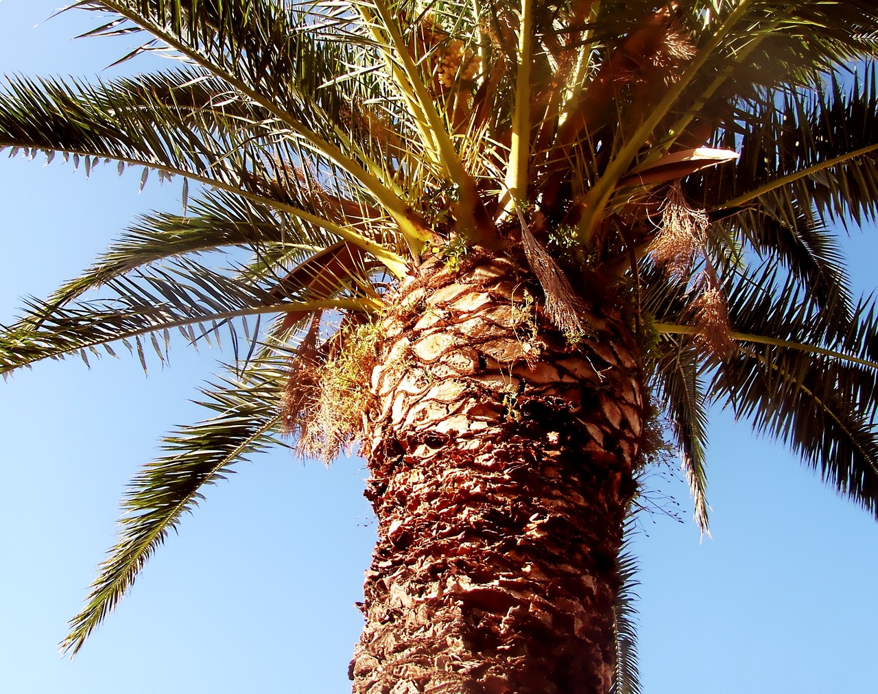 palm date-palm palm tree free photo