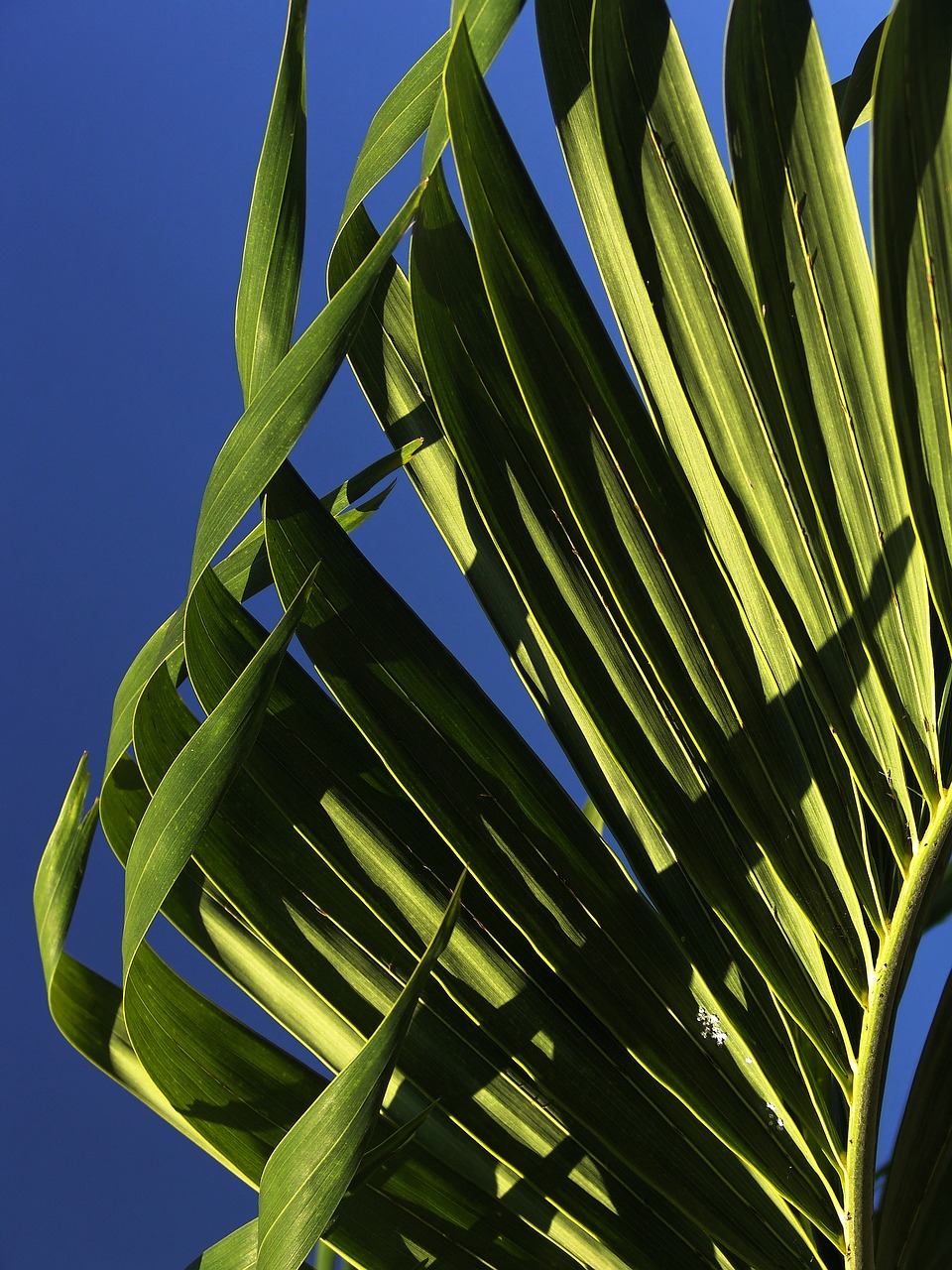 palm leaves young palm tree free photo