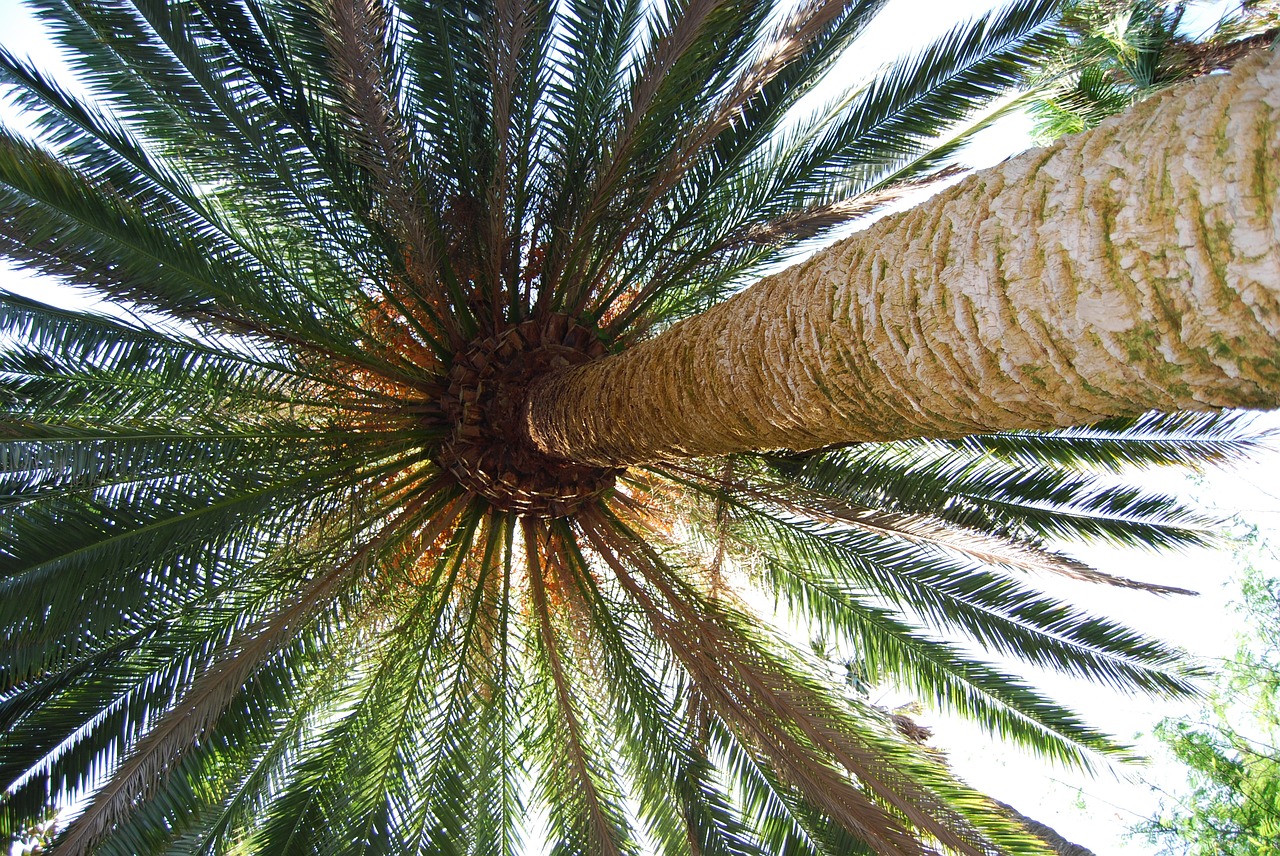 palm palm fronds plant free photo