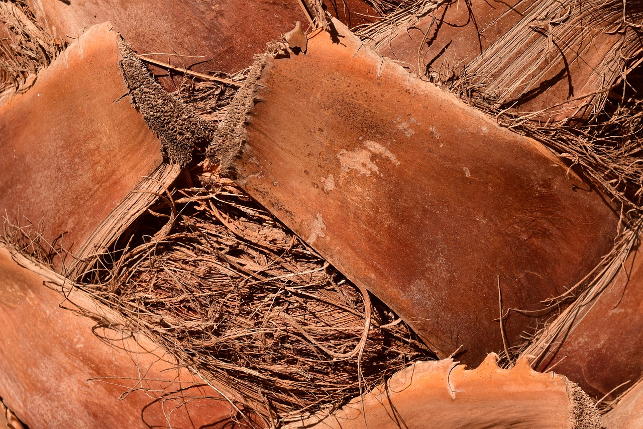 palm palm trunk log free photo