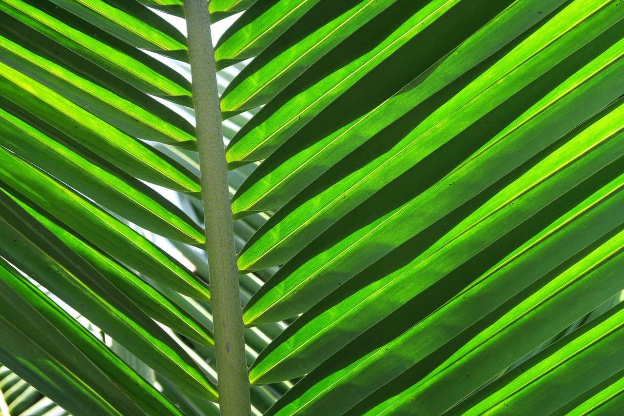 palm leaf palm leaves free photo