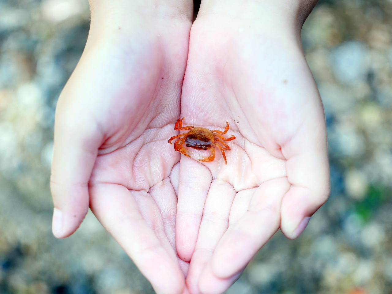 palm crab japanese freshwater crab free photo